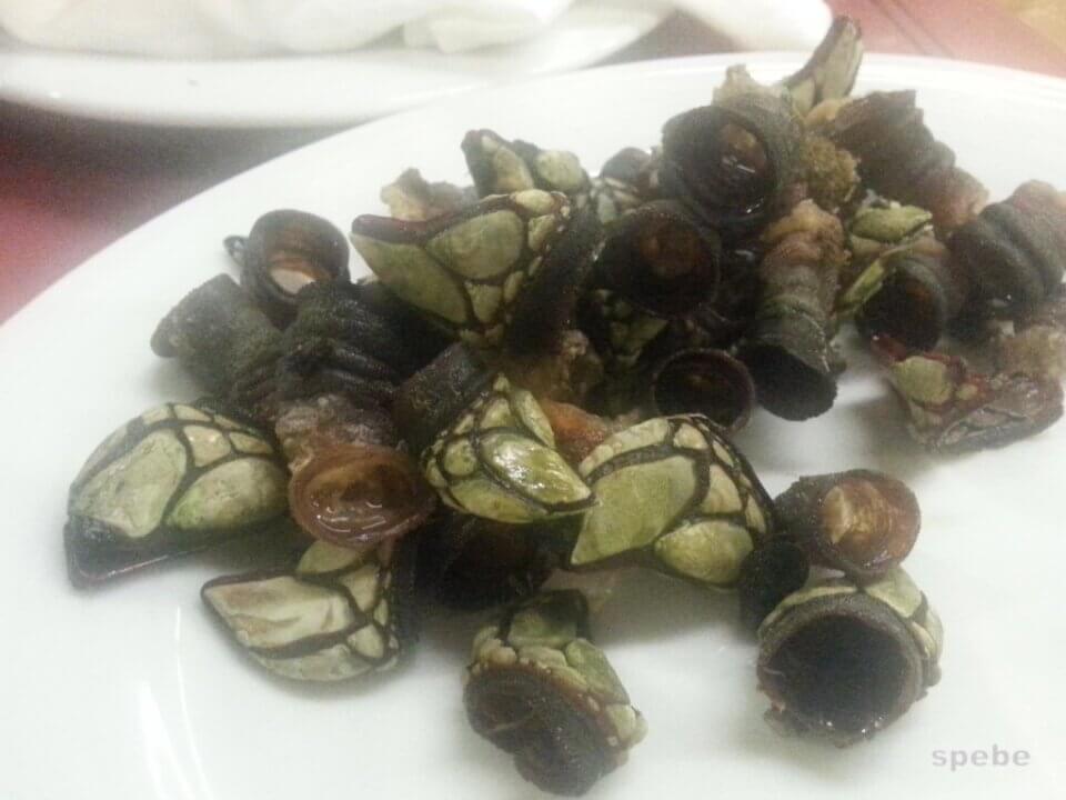 Entenmuscheln in Galicien spebe